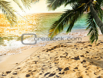 Tropical beach with coconut tree on sunset