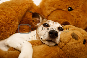 cozy  dog in bed with teddy bear