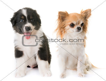 australian shepherd dog and chihuahua