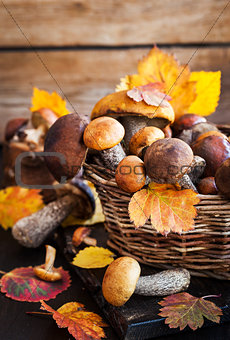 Wild forest edible mushrooms (boletus) in basket
