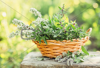 Fresh herbs in a basket outdoors