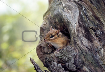 Chipmunk peeks from a tree hole