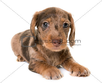 puppy Wire-haired Dachshund