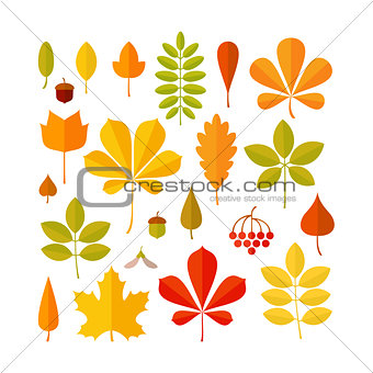 Autumn leaf set isolated on white background.