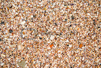 Crushed cockleshells on the beach close-up background