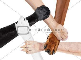 joined paws hands in a circle as a team 