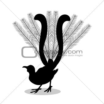 Lyrebird bird black silhouette animal