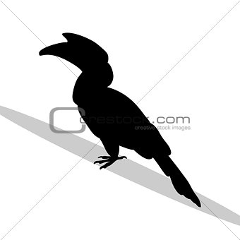 Hornbill bird black silhouette animal