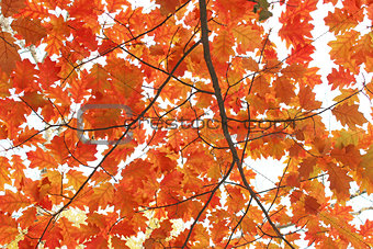 oaken yellow leaves