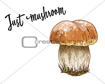 Mushroom orange cap boletus isolated on white background. Vector Illustration