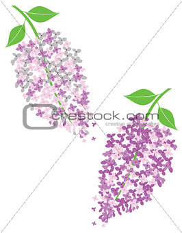 Vector lilac flowers