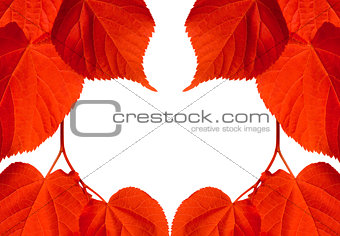 Frame of red autumn tilia leaves