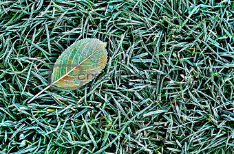 Fallen leaf on the grass