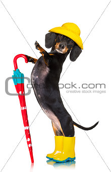 sausage dachshund umbrella rain dog