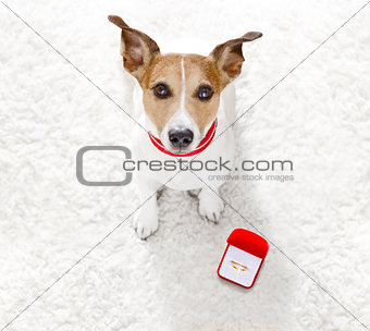 wedding proposal dog with marraige ring 