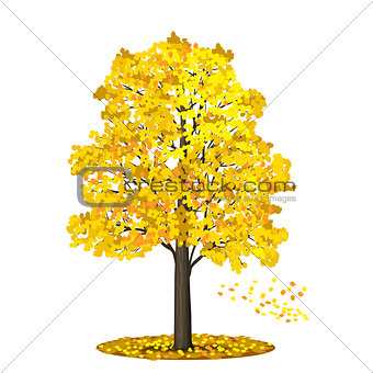 detached tree linden with red and yellow leaves on a white backg