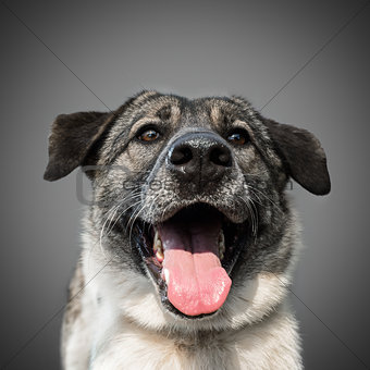 cute funny black dog stuck out his tongue and smiles, posing on grey background