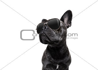 posing dog with sunglasses