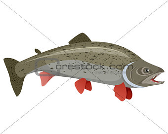 Realistic trout on white background