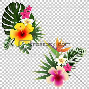 Tropical Flower Set Transparent Background
