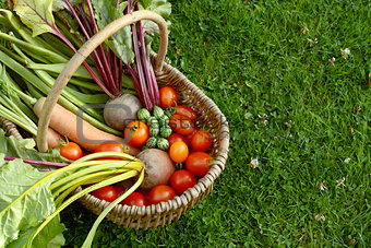 Rustic basket filled with fresh vegetables from an allotment