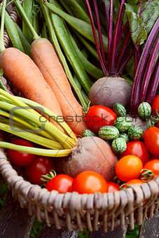 Fresh produce from a vegetable garden gathered in a basket 