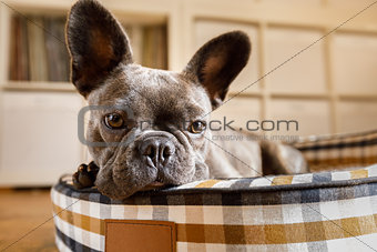 dog resting on bed at home 