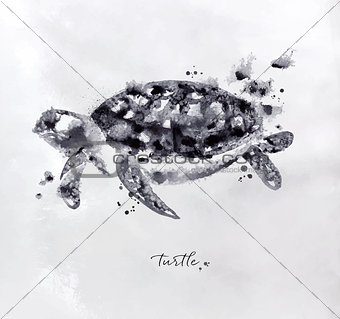 Monotype turtle black