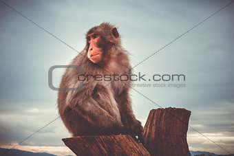 Japanese macaque on a trunk, Iwatayama monkey park, Kyoto, Japan