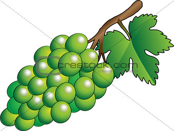Vector green bunch of grapes - Illustration
