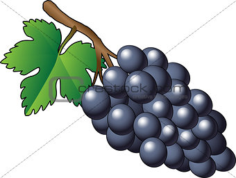 Vector purple bunch of grapes - Illustration