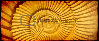 Grunge background with paper texture and ammonite shell