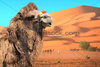 Camels in Sahara desert, Morocco
