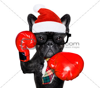 boxing dog  on christmas holidays