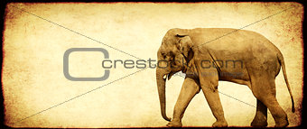Grunge background with paper texture and walking elephant