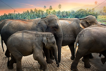 Elephants in the jungle