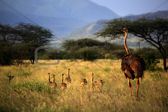 An adult ostrich with young chicks 