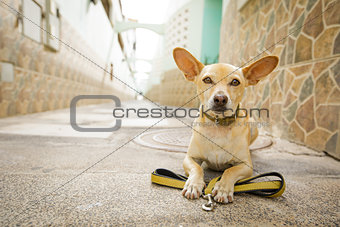 dog   with leash waits for a walk 