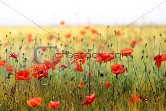 Photo of beautiful red poppies