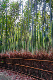 Arashiyama bamboo forest, Kyoto, Japan