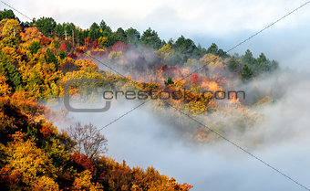 forest and fog