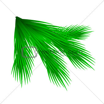 Green lush spruce branch. Isolated on white vector illustration