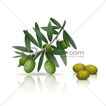 olive branch with fruits and reflection