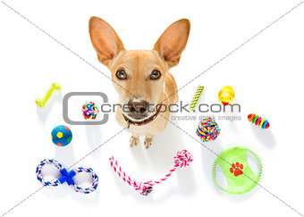 dog with pet toys 