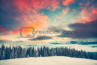 Winter sunset landscape with pine tree forest