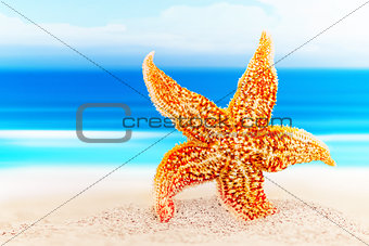 Dancing starfish against the background of the sea shore