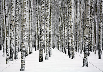 Snowy trunks of birch trees in winter forest 