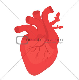 Human heart icon, flat style. Internal organs symbol. Anotomy, cardiology, concept. Isolated on white background. Vector illustration.