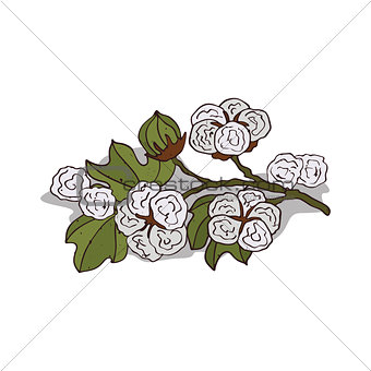 Isolated clipart Cotton