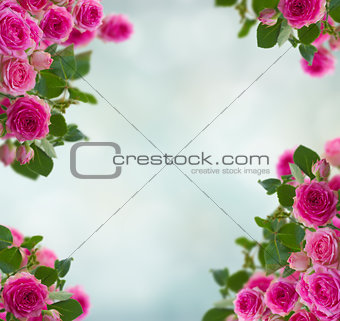frame of pink roses brunches